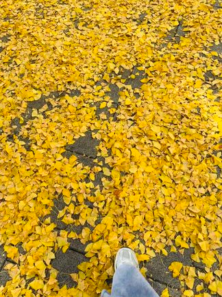 紅葉した街と再開発の記事動画