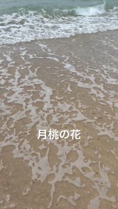 沖縄慰霊の日の記事動画