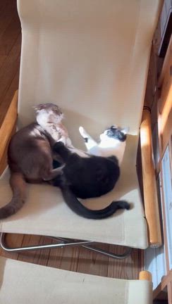動画一覧｜「よこねこ」