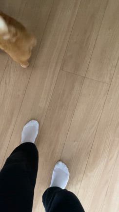 すりすりマン、きなこ参上の記事動画