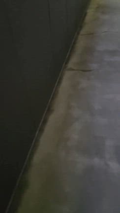 子猫保護の記事動画