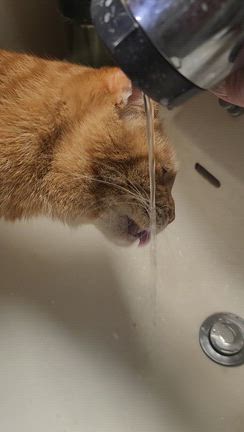 確保！の記事動画