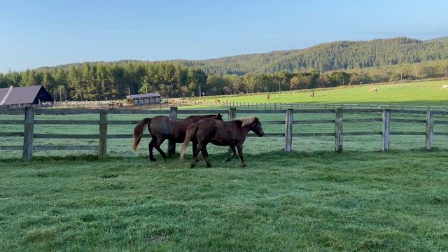 朝の時間の記事動画