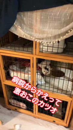 鼻腔内腫瘍のカツオの見守り隊続編の記事動画