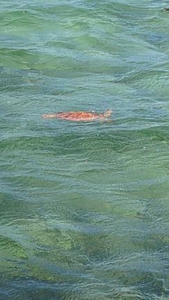 波照間の旅⑥（黒島の旅で海亀に会えた）の記事動画