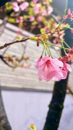 お花見にいってきました☆の記事動画