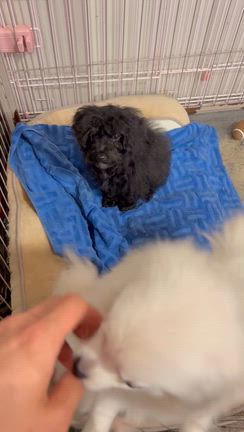 シャンプーありがとうございました！！の記事動画