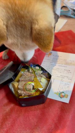 先撮り　かんたちゃまは　もうすぐ１８才！の記事動画