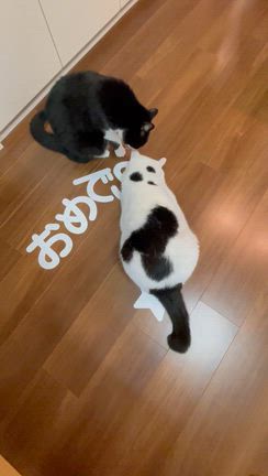 海(シー)＆空(クウ)ウチのコになって５周年‼️の記事動画