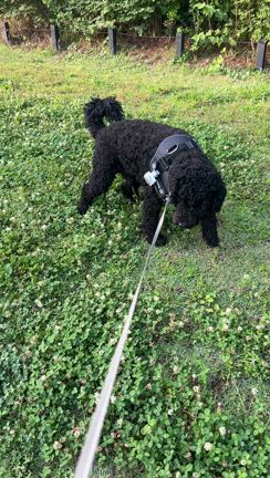 トホホ、、、ネロと遊んでいただけですがの記事動画