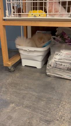 ひょっこりララちゃんの記事動画