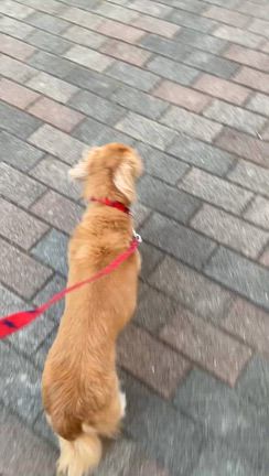 チェリー、元気に歩くの記事動画