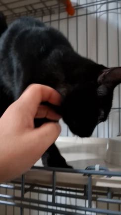 猫部屋より❤Merry Christmas♪の記事動画