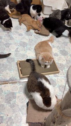 またたびでメロメロの記事動画