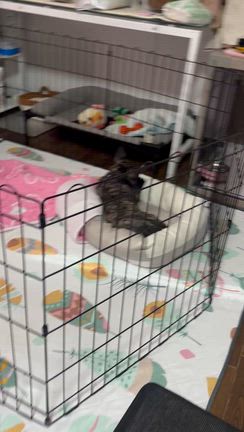 【正式譲渡】フレブル仔犬♡ぱるこちゃんの記事動画