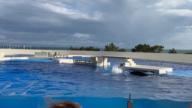 須磨シーの記事動画