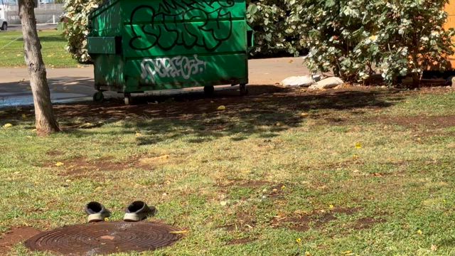 野良コッコを探しにワイキキへの記事動画