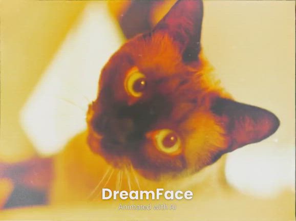 流行りの猫あぱつの記事動画