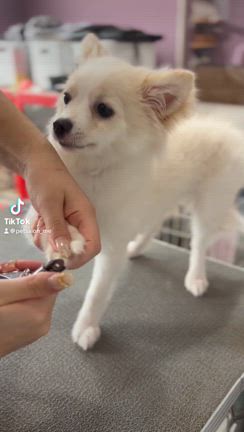 モルガンちゃんの動画の記事動画