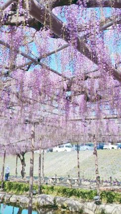 藤まつり2025の記事動画