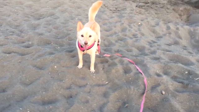 サリーの旅立ちの記事動画