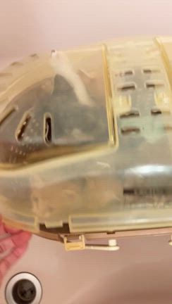 倒れるかと思った子猫ラッシュの記事動画