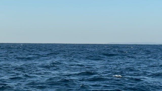 大鮃2枚♪の記事動画