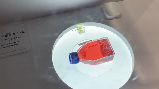 大阪・関西万博⑨の記事動画