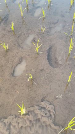 今年の田んぼの成長の日記の記事動画