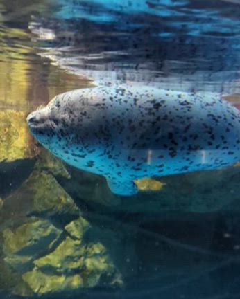 ゴマフアザラシの赤ちゃん♡の記事動画