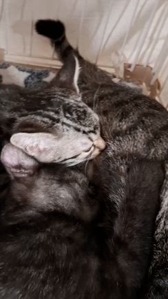 猫部屋より❤Merry Christmas♪の記事動画