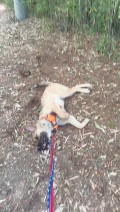 犬の気持ちは難しいの記事動画