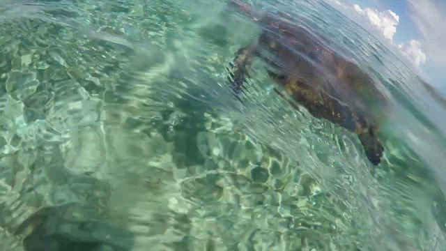 2025 夏休み②沖縄与論島5日目①カメガミエールの記事動画