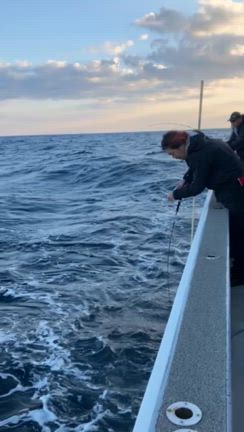 1日1便トンジギ【鬢長鮪ジギング】三重県鳥羽市浦村町本浦港山洋丸の記事動画