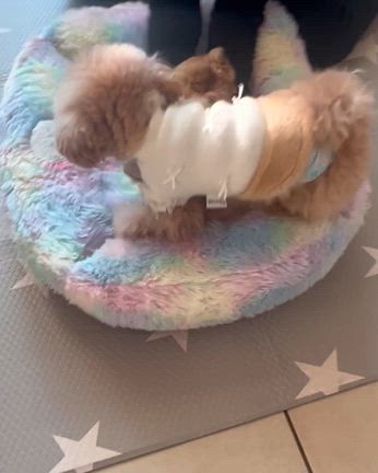 愛知県からの記事動画