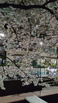 桜のときの記事動画