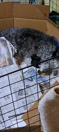 トイプードル産まれましたの記事動画