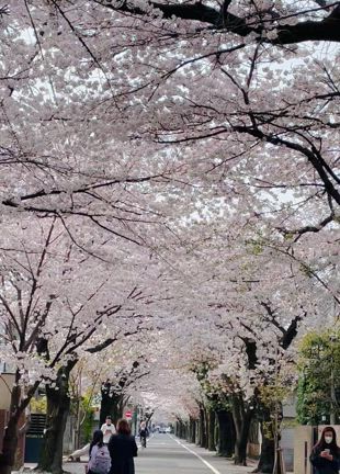 入学式お着付け☆素敵なコーディネートの記事動画