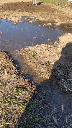 師走　が　全速力で走ってきた！の記事動画