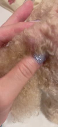 くるみちゃん大きなおできの記事動画