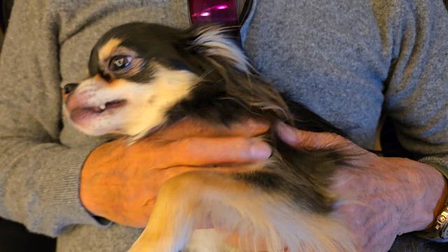 喜び暴れまわるプッチくんの記事動画