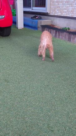 玄米の散歩の動画とインプラスの記事動画