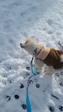 雪が降ったどーの記事動画