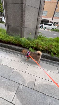 札幌大通り公園で散歩の記事動画