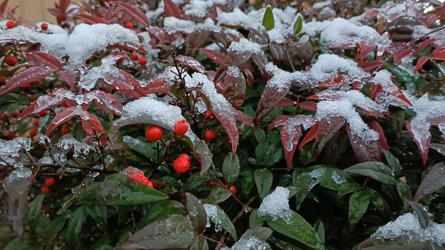 初雪の記事動画
