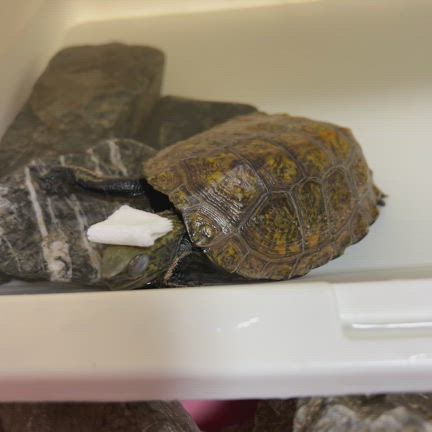 亀吉朝風呂♡&初めての指からのごはん♡の記事動画