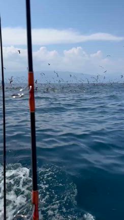 マグロキャスティングゲーム：シイラのカルパッチョの記事動画