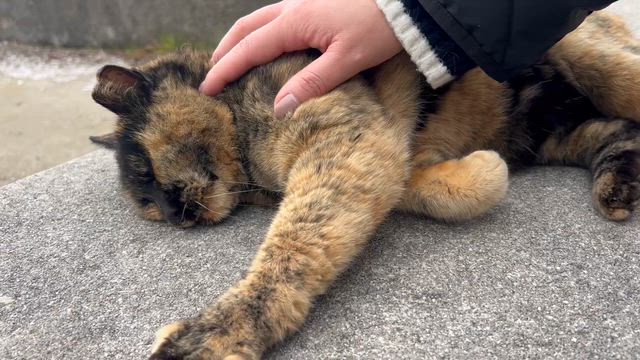 推しネコの記事動画