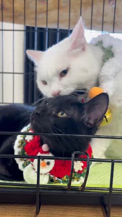 偶然が生んだミラクルの記事動画