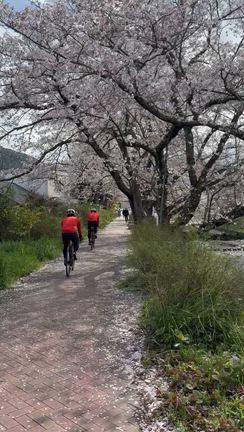 しんどかったぁ〜桜ライド‼️の記事動画